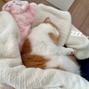 珍しく甘えん坊モードのるるちゃん。