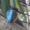 公園のウメ咲く