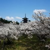 It was a popular page yesterday, 2023/4/3, with my shots on today in Kyoto.