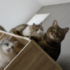 猫の小さな異変で病院に行った話｜何もなくても安心できたし、保険が助かったこともありました