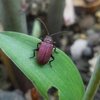 カタクリハムシ （ハムシ科）　&　気になっている植物