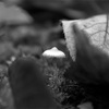 Cortinarius galeroides - The Shadow Over Fungus