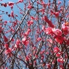 梅は今が一番見頃＋これからの桜名所