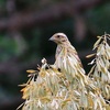 ホオアカ・コホウアカの幼鳥？(? ?)