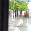 雨の街路樹