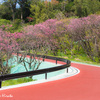 沖縄国頭村に残る桜とイソヒヨドリ