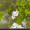  雪柳を巡って（５）