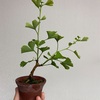 イチョウの伸びた枝は柔らかいうちに針金かけ