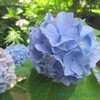 我が家の6月の花『紫陽花2種』と花言葉と、結婚式での紫陽花の使い方