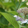 夏紫陽花
