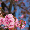 東京の八重桜もそろそろ満開