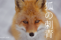狐の刺青