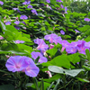 秋の花を眺めながらの三浦半島ポタポタ