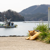 東北東部北離島のねこさん