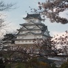 姫路城の桜