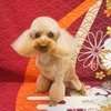 プードルの暖くん　亜奈ちゃん