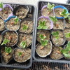 sakkoの菜園。ソラマメとエンドウの発芽