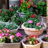 花壇の植え替え、、、