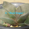 Gasteria hybrid 久々に臥牛です。 臥牛・3