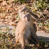『サル痘は主にゲイ間で感染』なぜ言わない？