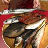 本日の漁港直送の魚たち！【メジナ】【サバ】【金時鯛】【飛魚】