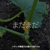 2789食目「まだまだ」ベランダ農園2025春から夏その2