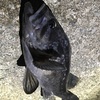テトラ側の攻防
