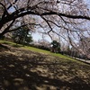 大きな桜の木の下で♪