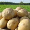 北海道の地震により牛乳やじゃがいも不足なる！？生産量などを調べ手に入れる解決策を考えてみた。