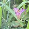 野に咲く花　育てた植物