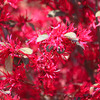 トキワマンサクの花