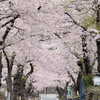 岩手県サクラ紀行～沿岸編～