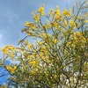 正月のミモザの花