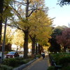 横浜「山下公園」で黄色に染まった「イチョウ並木」見物！！