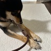 黒柴 🐶 つん