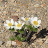 Western Pasqueflower (Anemone occidentalis)