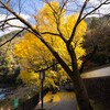 御嶽～沢井　紅葉の多摩川沿いを歩く－２