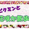 【ピクミン】花を咲かせてお散歩!ついでにご近所開拓と健康維持も