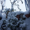 横浜にも雪が降るのこと