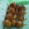 武蔵野スタイル焼きだんごの探求