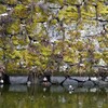 福島の鶴ヶ城石垣、隙間で鴨が寒さをしのいていたよ。