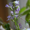 青首大根の花（種類は不明）