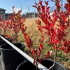 地植えとポット栽培のラビットアイ系の紅葉の違い