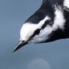 ［3］ “あの写真”の実際と、 某氏と某『鳥の雑誌』の残念ぶりと...