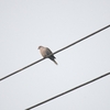 シラコバト Eurasian Collard Dove