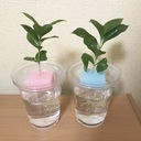 初心者だけど