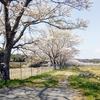 千本桜サイクリング
