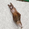 クロアゲハ　サナギ