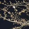 桜並木の下調べと休みの昼下がりのポタリング