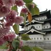 弘前公園の閉鎖が38日ぶりに解除！遅咲き八重桜とツツジの花っこが見頃